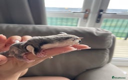 Sugar Glider rodents for sale: Male and Female Sugar Glider Siblings - Image 12