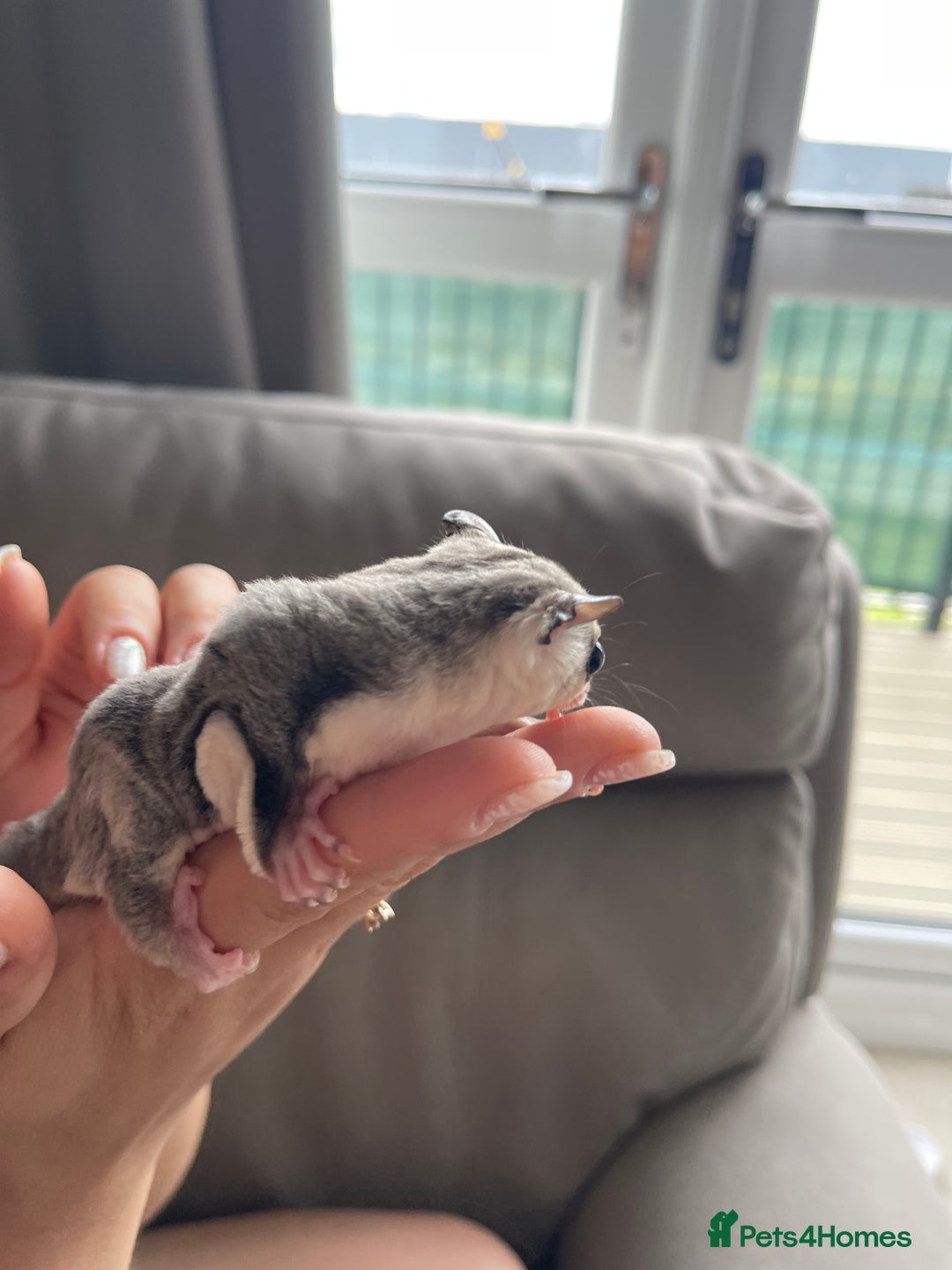 Sugar Glider rodents for sale: Male and Female Sugar Glider Siblings - Image 12