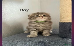 Scottish Fold cats for sale: scottish fold kittens  - Image 5