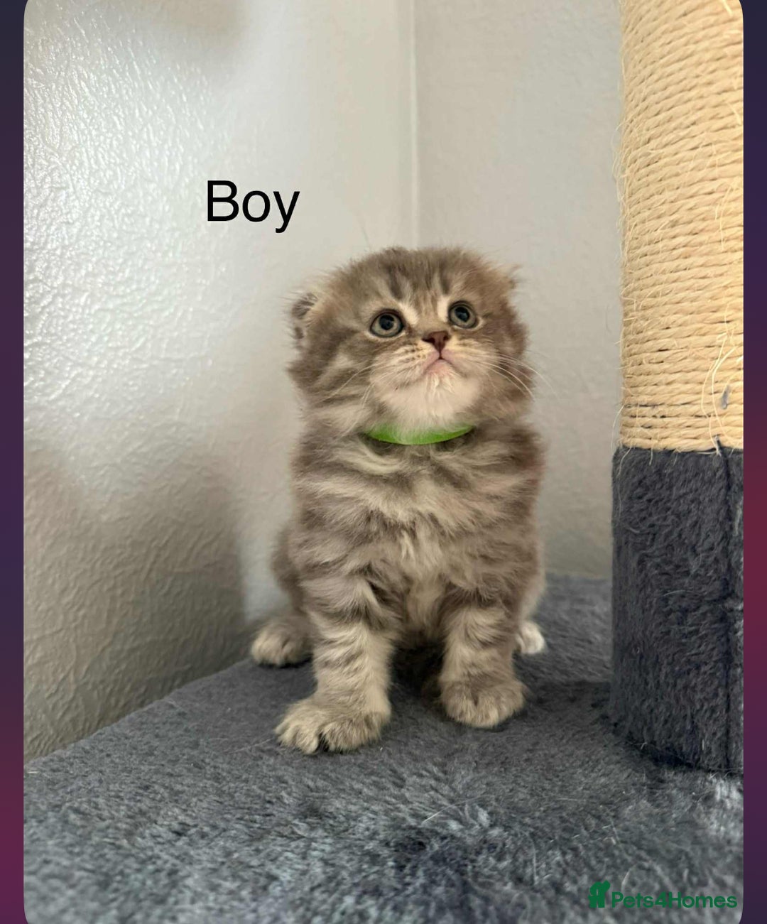 Scottish Fold cats for sale: scottish fold kittens  - Image 5