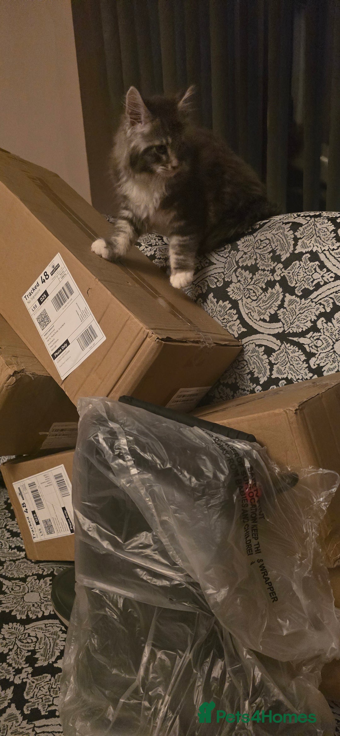 Maine Coon cats for sale: Giant maine coon kittens for sale  - Advert 21