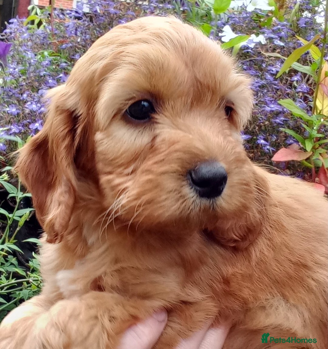 Cockapoo dogs for sale: Gorgeous Cockapoo puppies for sale  - Image 5