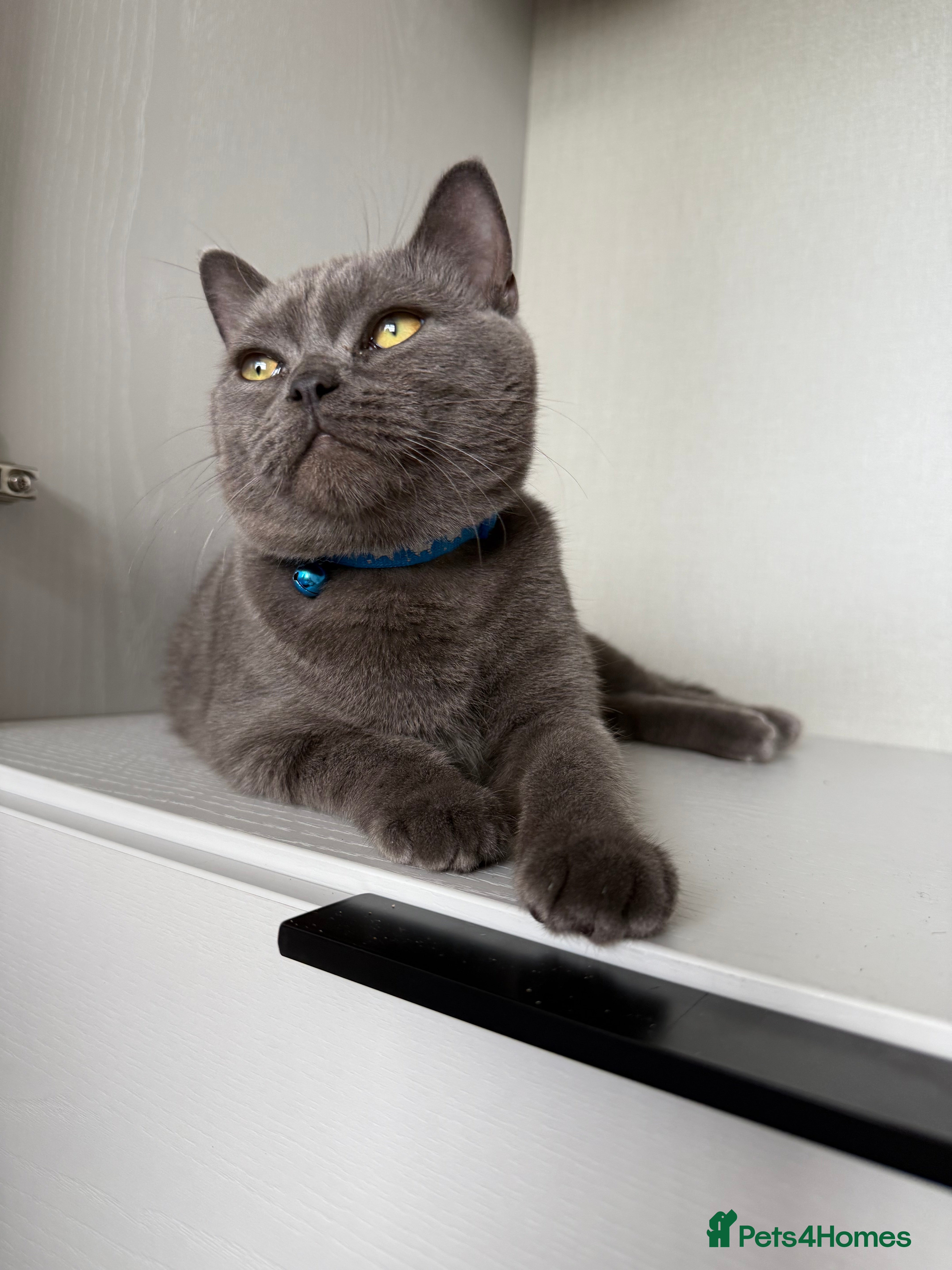 British Shorthair cats British Shorthair  - Advert 1