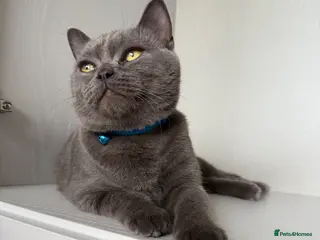 British Shorthair cats British Shorthair - Advert 13