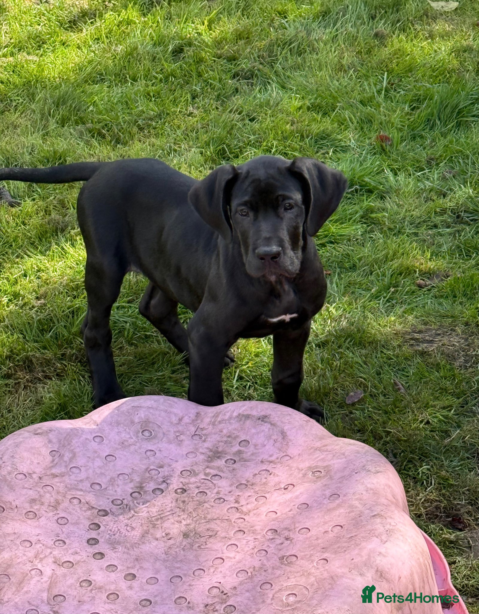 Great Dane dogs Health Tested 1 male left Great Dane pups - Advert 2