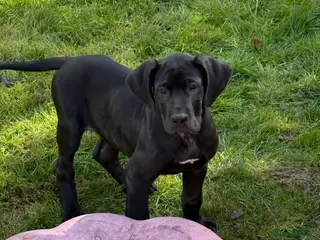 Great Dane dogs Health Tested 1 male left Great Dane pups - Advert 2