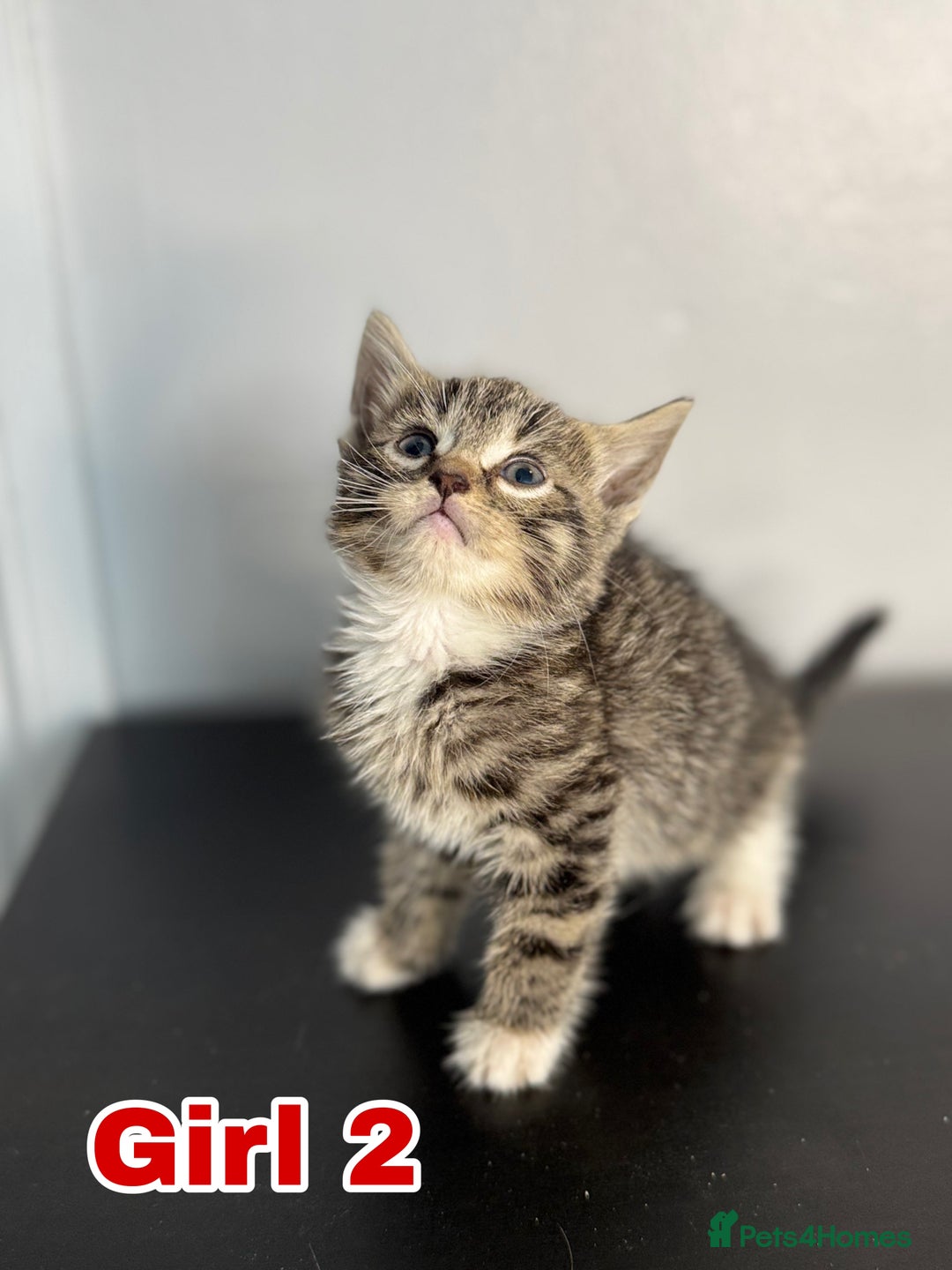Mixed Breed cats for sale: Beautiful mixed bengal kittens  - Image 7