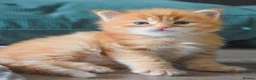 Maine Coon cats for sale: RED tabby Maine coon MALE - Advert 5