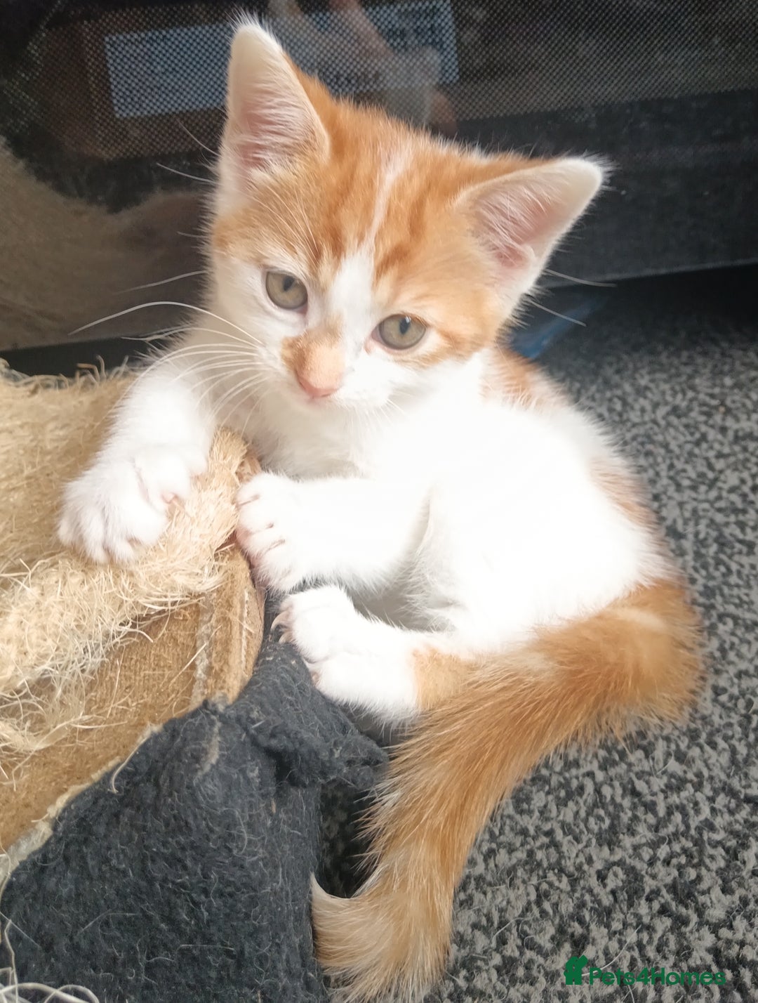 Mixed Breed cats for sale: 3 Gorgeous Kittens - Image 13