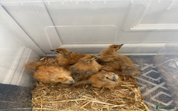 Chickens poultry for sale: Pekin Chickens and Chicks - Image 2