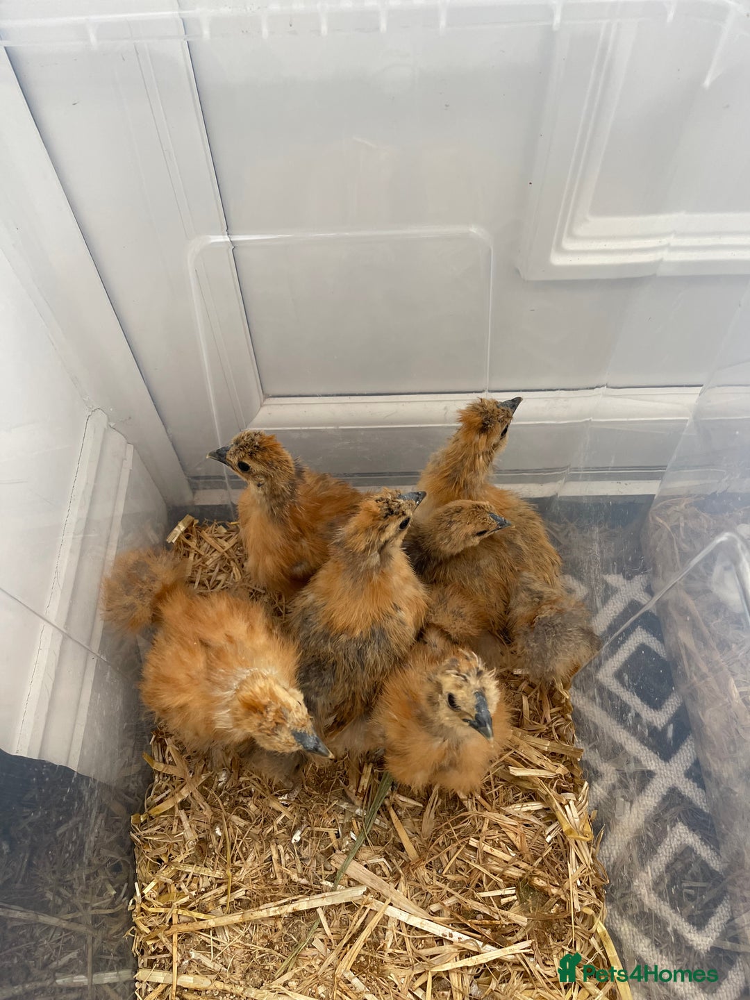Chickens poultry for sale: Pekin Chickens and Chicks - Image 2
