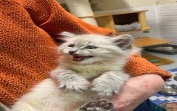 Siberian cats for sale: Tica registered kittens - Image 8