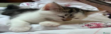 Tabby and white male