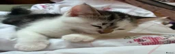 British Shorthair cats for sale: 4 Adorable kittens for sale  - Advert 14