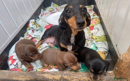 Dachshund dogs for sale: Dachshund puppies  - Image 8