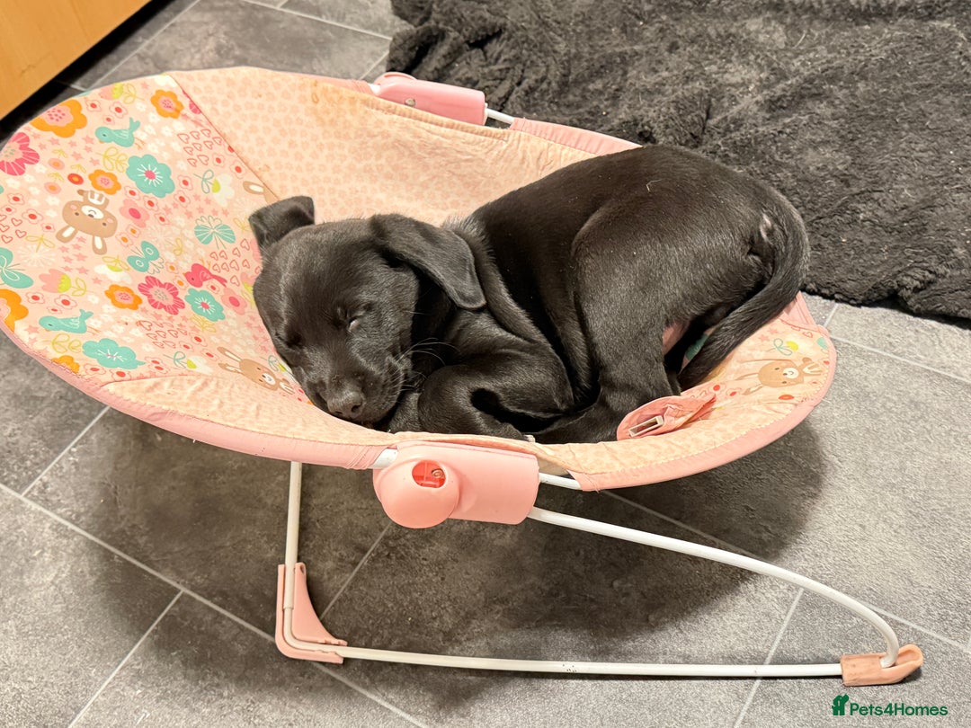 Labrador Retriever dogs for sale: Labrador puppies ready to go now Last pup left  - Advert 3