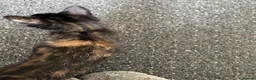 Domestic Shorthair cats for sale: 5month gorgeous tortie kitten  in Leeds - Advert 4