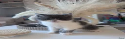 Mixed Breed cats for sale: 2 beautiful grey and white girls for sale  - Advert 5