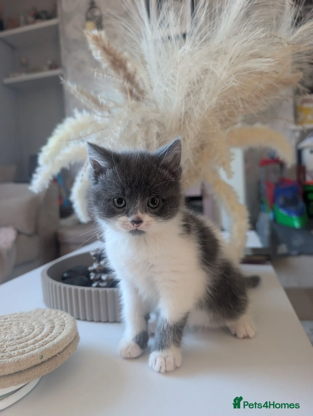 Mixed Breed cats for sale: 2 beautiful grey and white girls for sale  - Advert 5