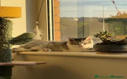 Munchkin cats for sale: Pedigree TICA Munchkin Kittens – Short Legs 🐈 - Image 20