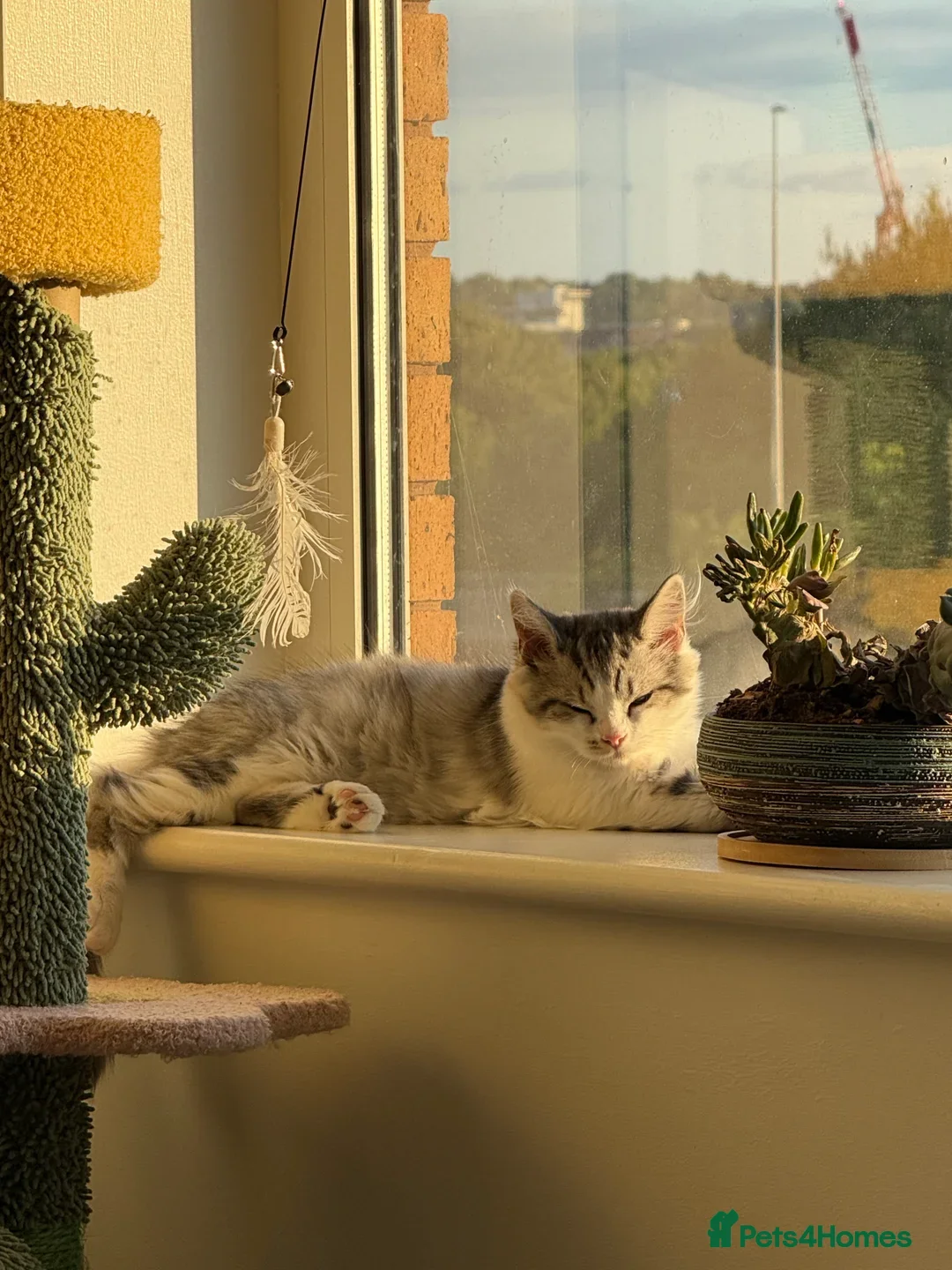 Munchkin cats for sale: Pedigree TICA Munchkin Kittens – Short Legs 🐈 - Image 20