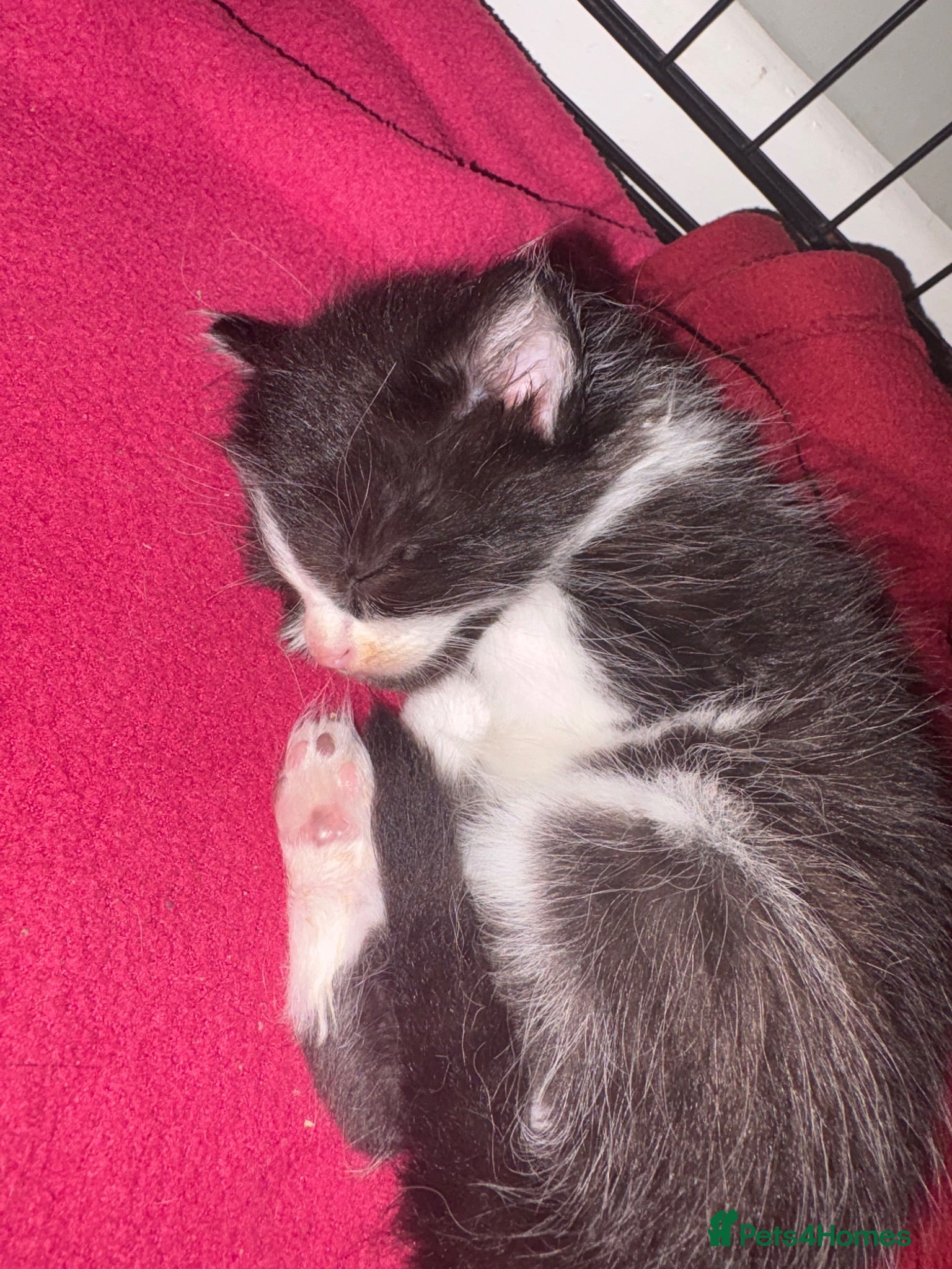 Domestic Shorthair cats 2 beautiful kittens left  - Advert 11