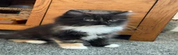 Mixed Breed cats for sale: Kittens for good homes - Advert 32