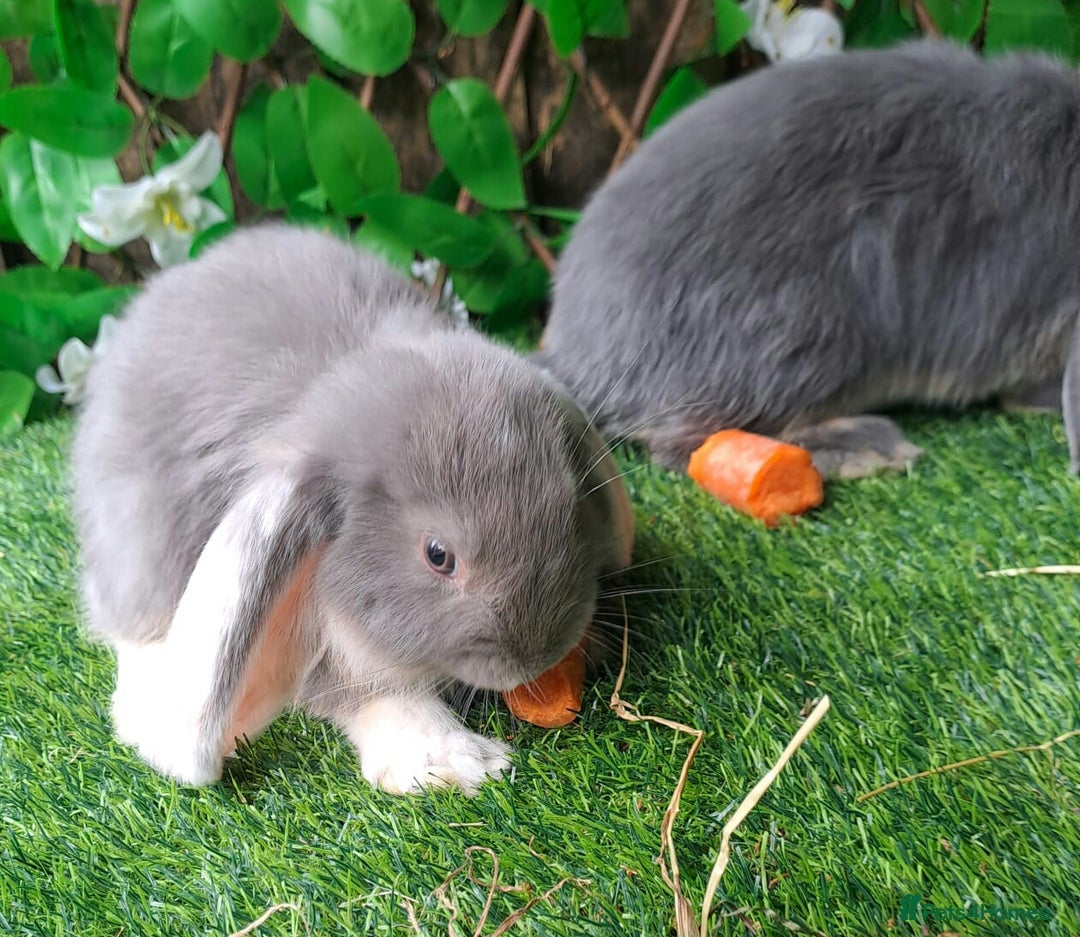 French Lop rabbits for sale: PURE Giant French Lops - Vaccinated - RESERVE - Image 8