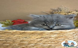 British Shorthair cats for sale: 3 British short hair / long hair kittens  - Image 18