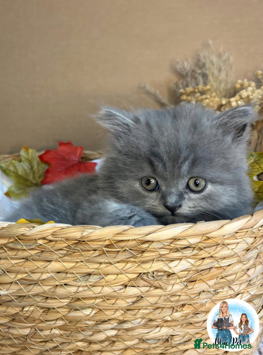 British Shorthair cats for sale: 3 British short hair / long hair kittens  - Image 18