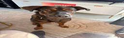 Mixed Breed dogs for sale: Creed & Kane  - Advert 9
