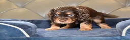 Cocker Spaniel dogs for sale: Kc Reg  Cocker Spaniel Puppies Health Tested - Advert 25