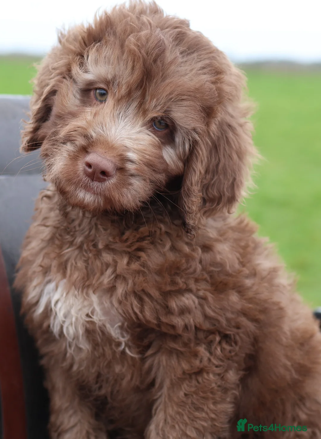 Labradoodle dogs for sale: 🐾🌈 Bred for Potential, Raised for Resilience🐾🌈 - Advert 24