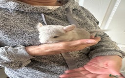 Chinchilla rodents for sale: Beautiful chinchillas for sale  - Image 6