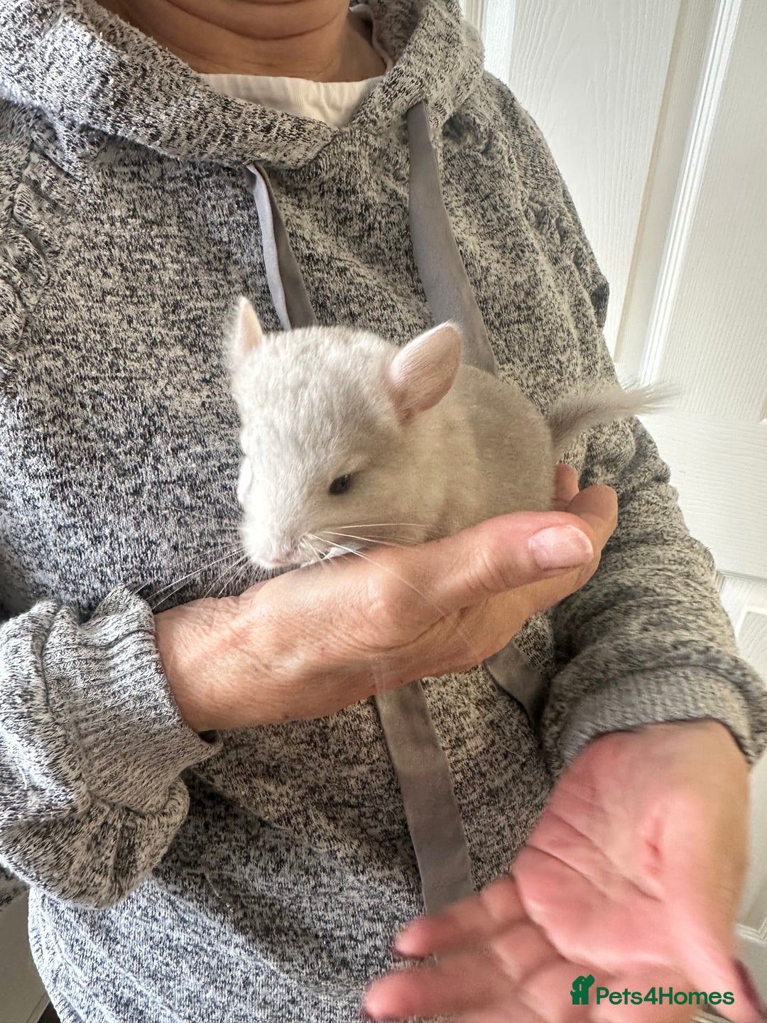 Chinchilla rodents for sale: Beautiful chinchillas for sale  - Image 6