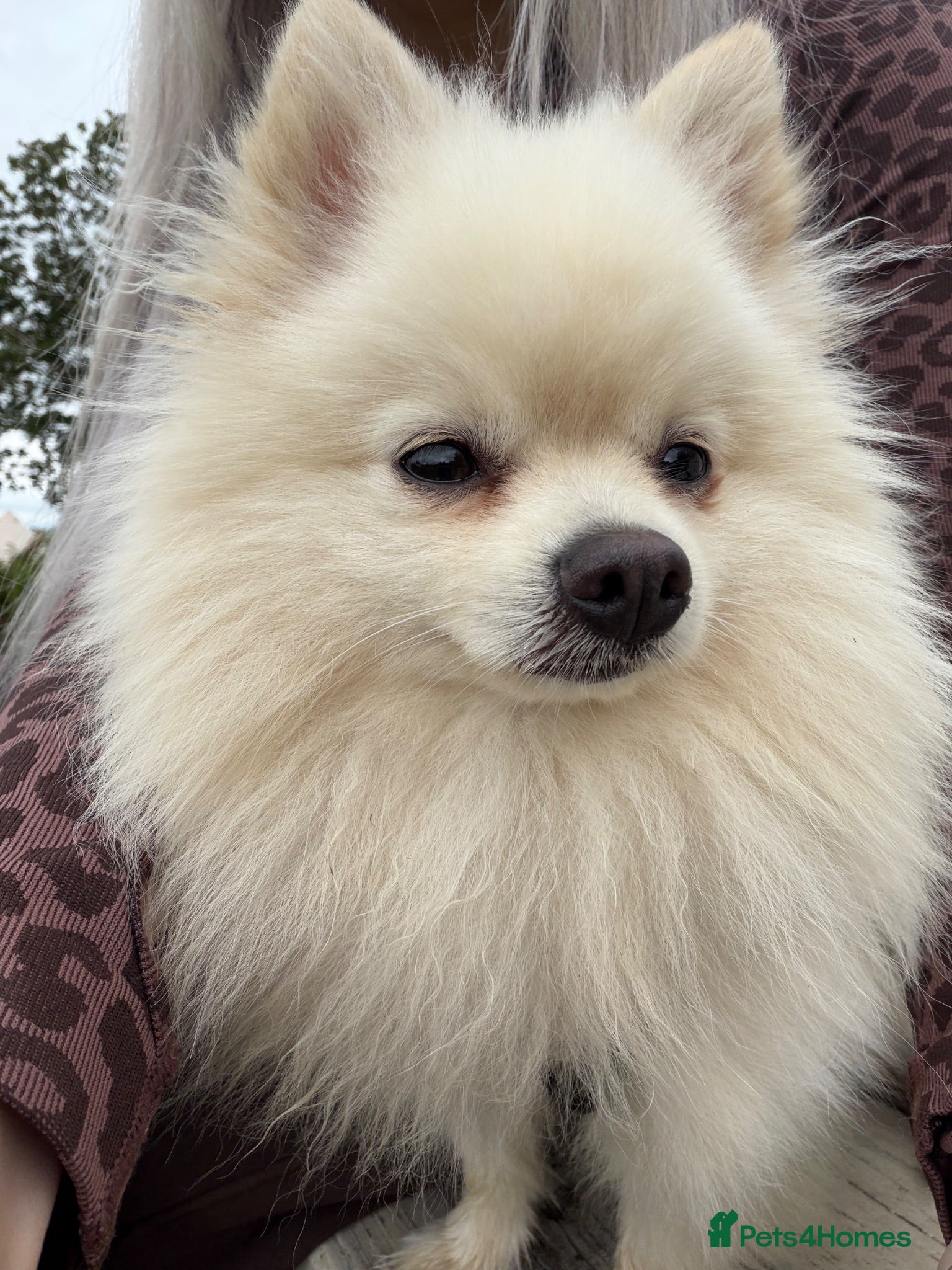 Pomeranian dogs Gorgeous white Pomeranian for stud  - Advert 3