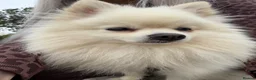 Pomeranian dogs for stud: Gorgeous white Pomeranian for stud  - Advert 1