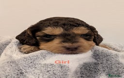 Cockapoo dogs for sale: Beautiful Cockapoo puppies 🐶 😍  - Image 14