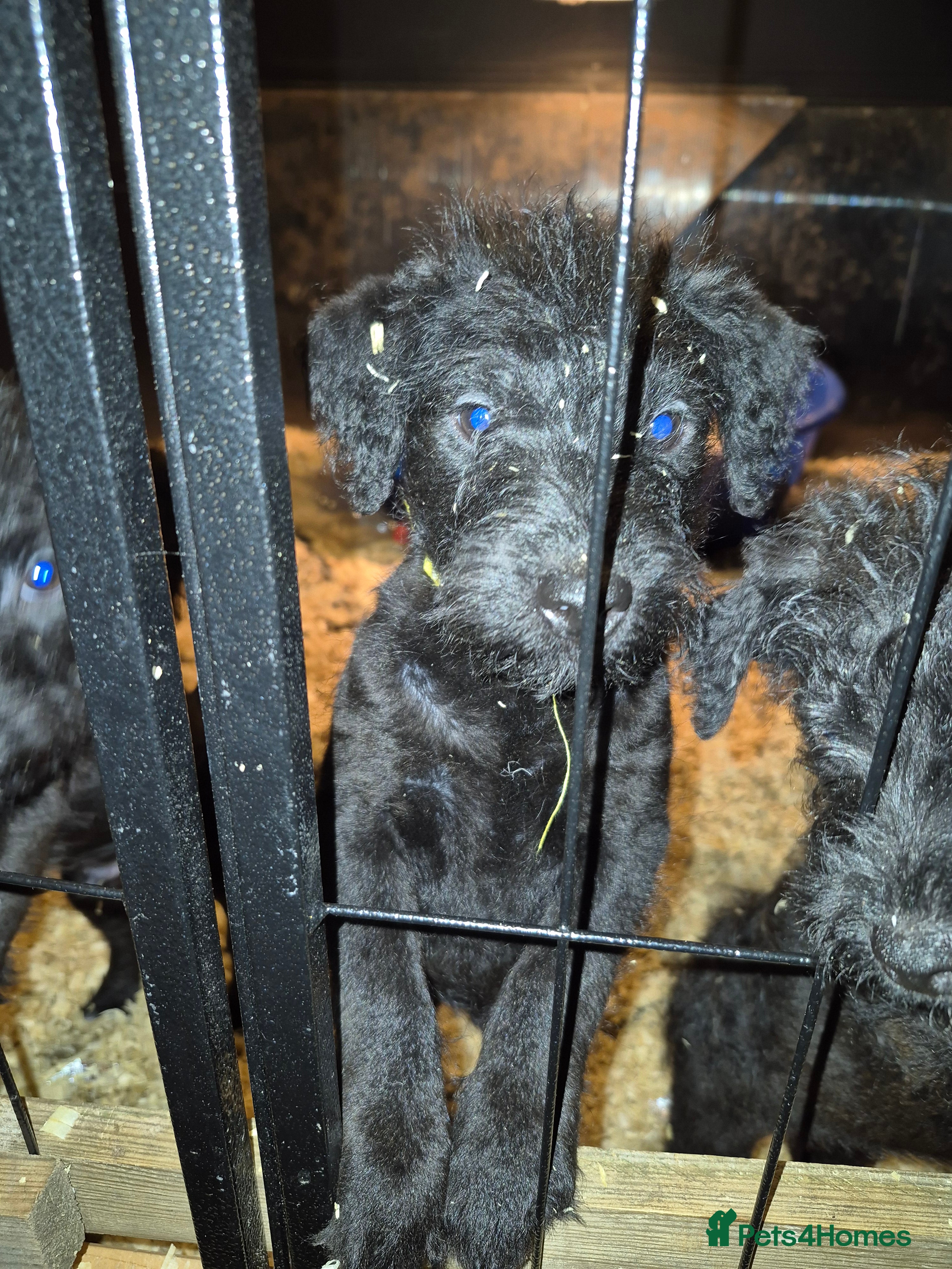 Patterdale Terrier dogs Male patterdale terrier pup - Advert 2