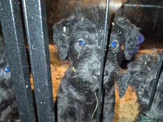 Patterdale Terrier dogs Male patterdale terrier pup - Advert 2