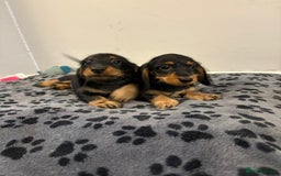 Mixed Breed dogs for sale: dixie pop puppies for sale - Image 19