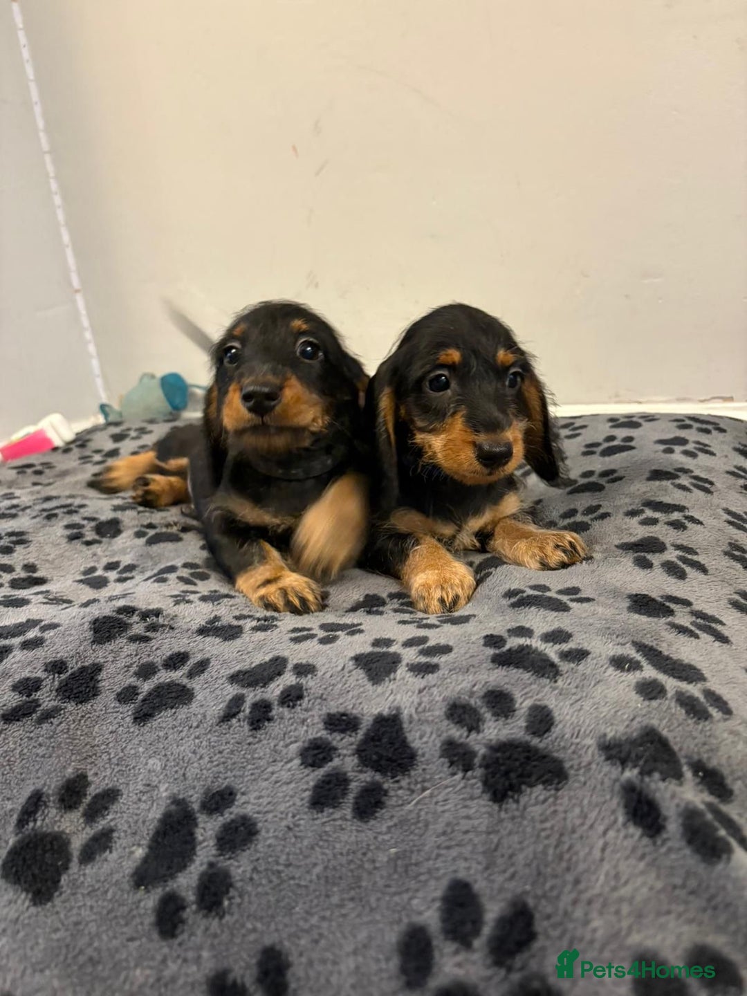 Mixed Breed dogs for sale: dixie pop puppies for sale - Image 19