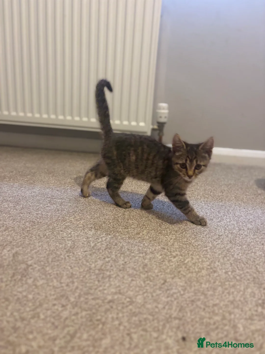 Mixed Breed cats for sale: 4 gorgeous kitties looking for their families 😍 - Advert 8
