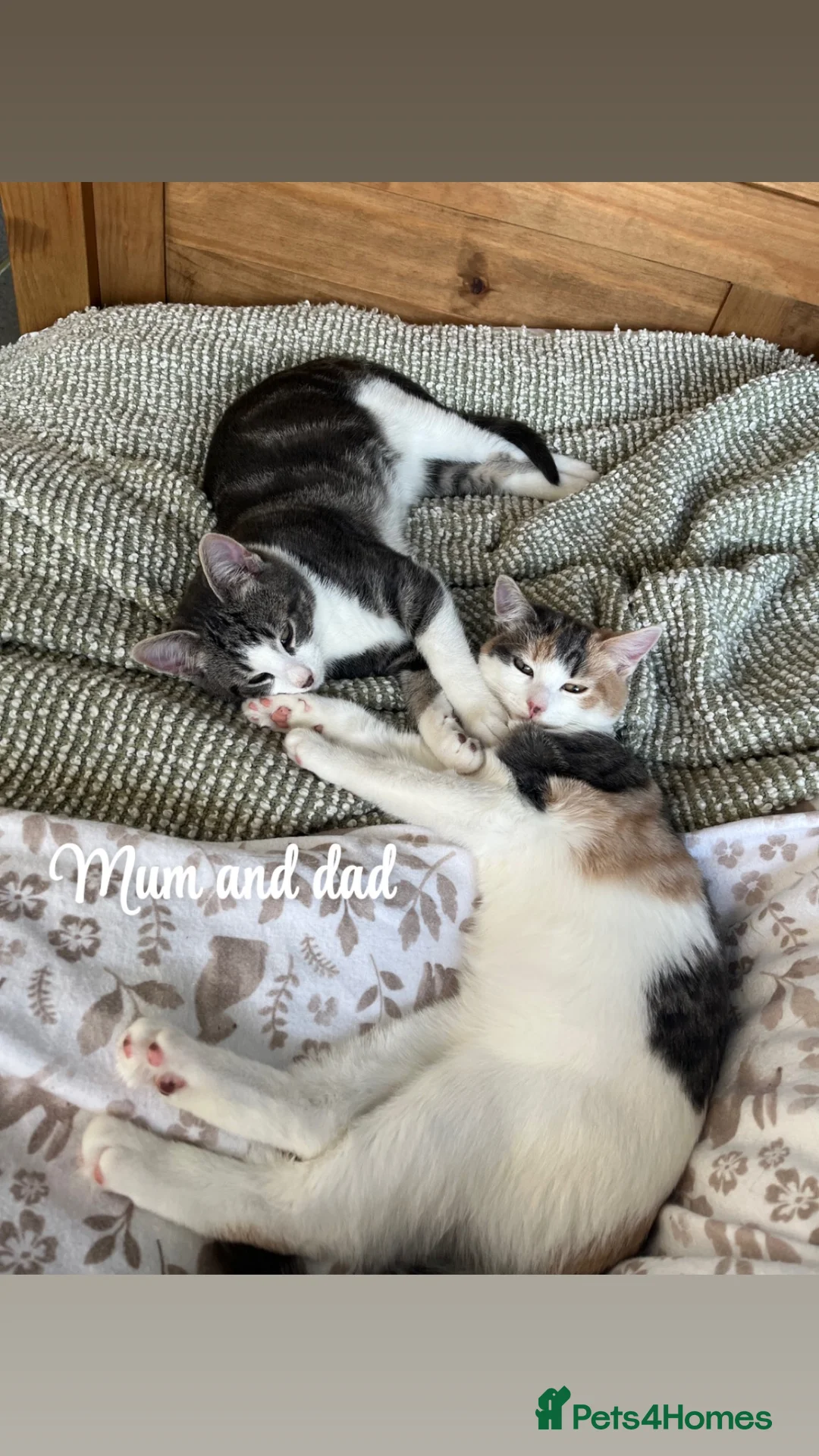 American Shorthair cats for sale: 4 kittens for sale  - Advert 1