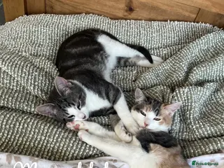 American Shorthair cats 4 kittens for sale - Advert 5