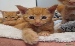 Maine Coon cats for sale: 5 chunky male, 1 female maine coon - Image 2