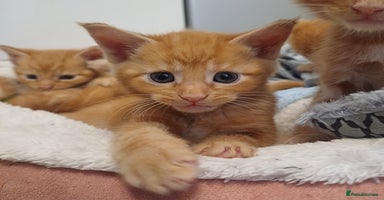 Maine Coon cats - Advert 3