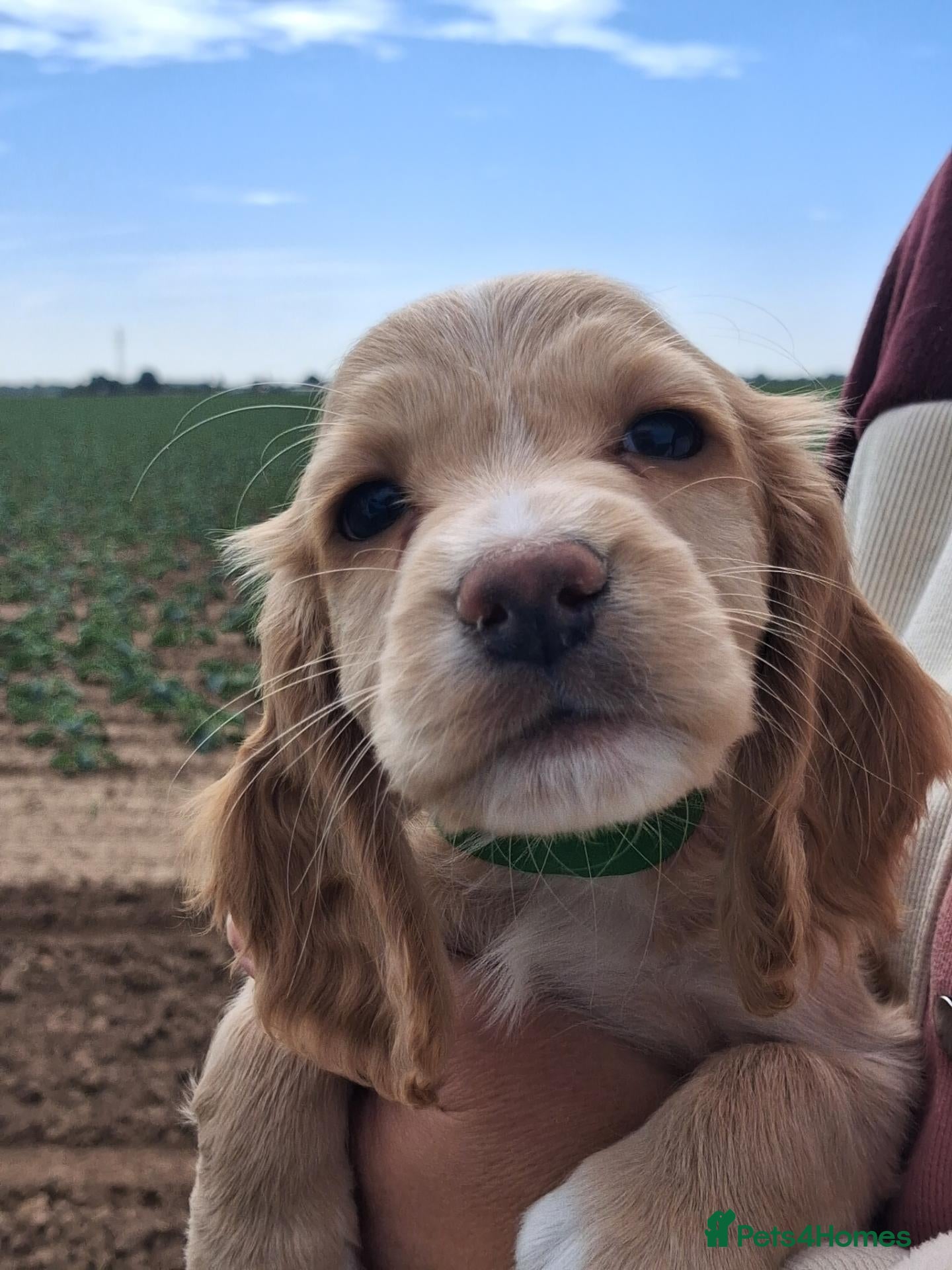 Cocker Spaniel dogs Working cocker spaniel KC reg. READY TO GO - Advert 17