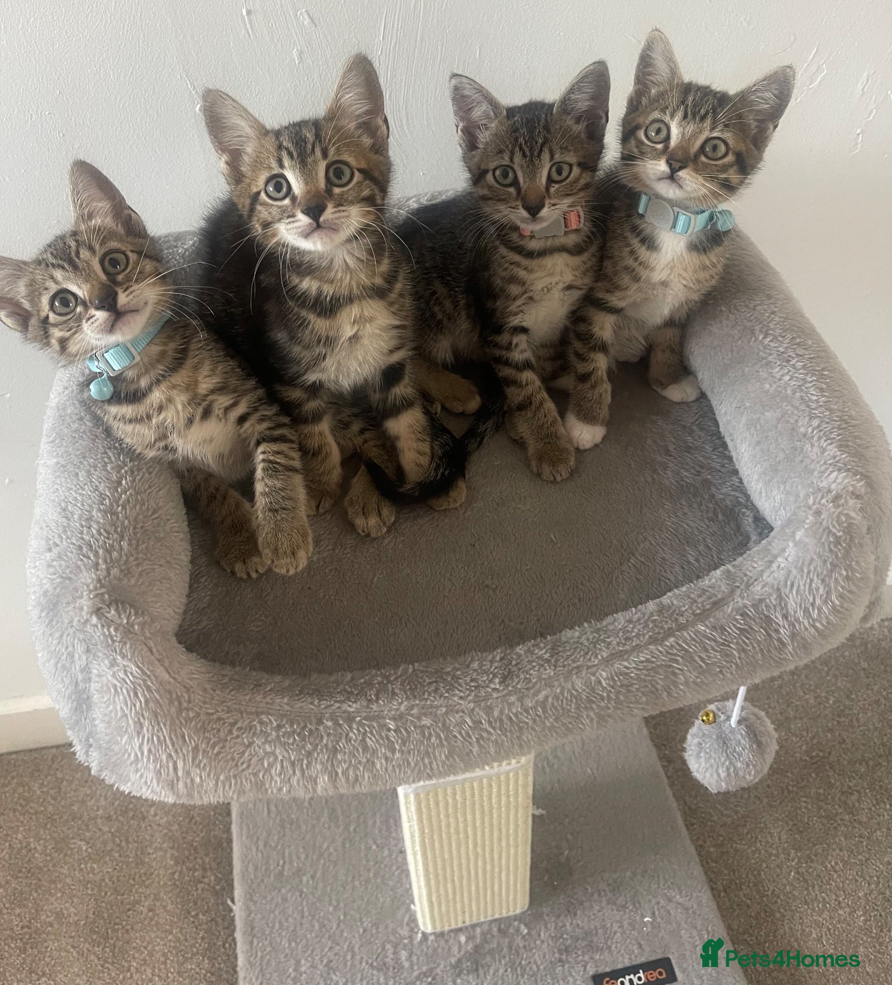 Mixed Breed cats Adorable Tabby kittens 🖤 - Advert 12