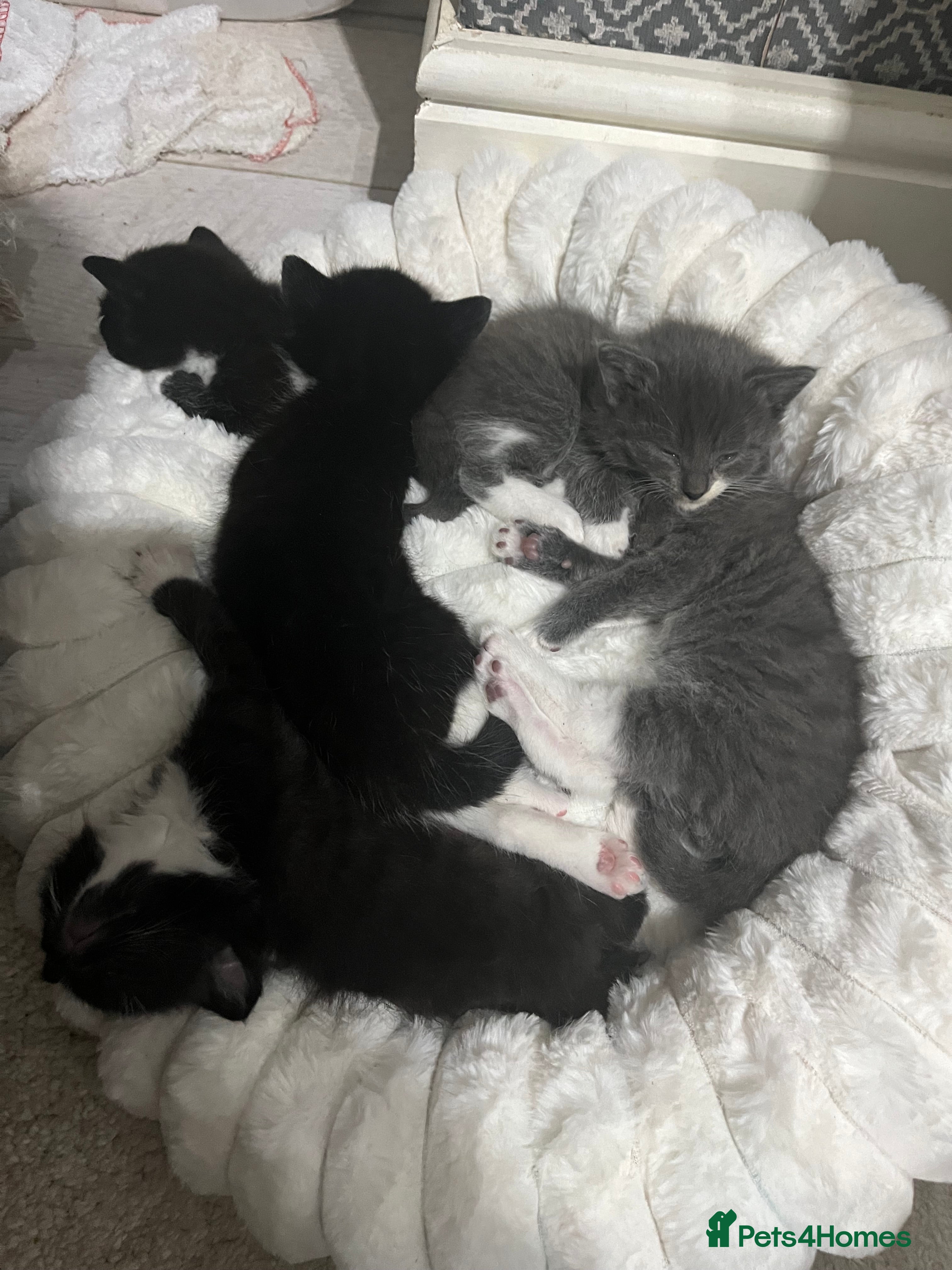 British Shorthair cats Mix of Persian and domestic short hair kittens - Advert 1